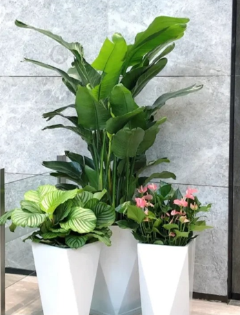 余姚室内植物出租价格-江北花木租摆经营-北仑花木出租服务-慈溪绿植租用